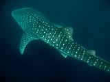 Djibouti - Whale Shark - 05